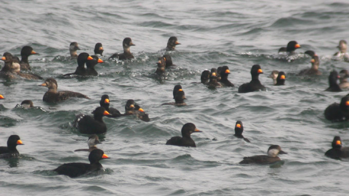 American Scoter